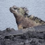 Iguana marina Galápagos